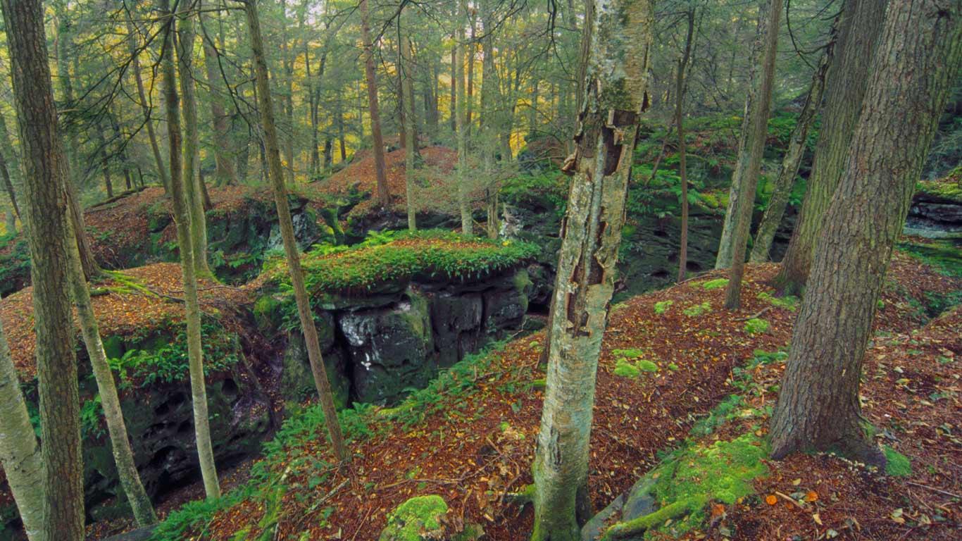 Beartown State Park in Monongahela National Forest, West Virginia (© Jerry Whaley/age fotostock)(Bing United States)
