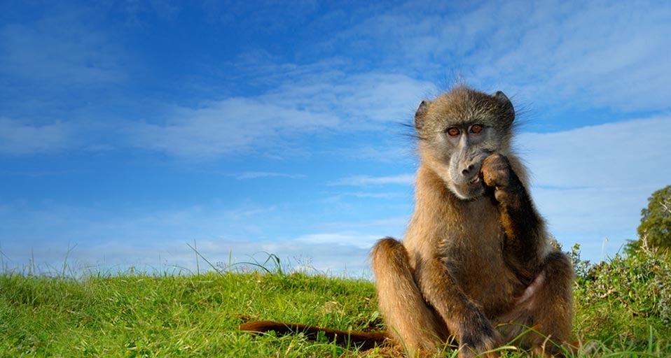 Baboon at the North Carolina Zoo in Asheboro, North Carolina, USA -- Joseph Conway &copy; (Bing United Kingdom)