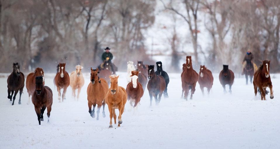 Wranglers driving American Quarter Horses in the winter, Wyoming (© Frank Lukasseck/Corbis) &copy; (Bing Canada)