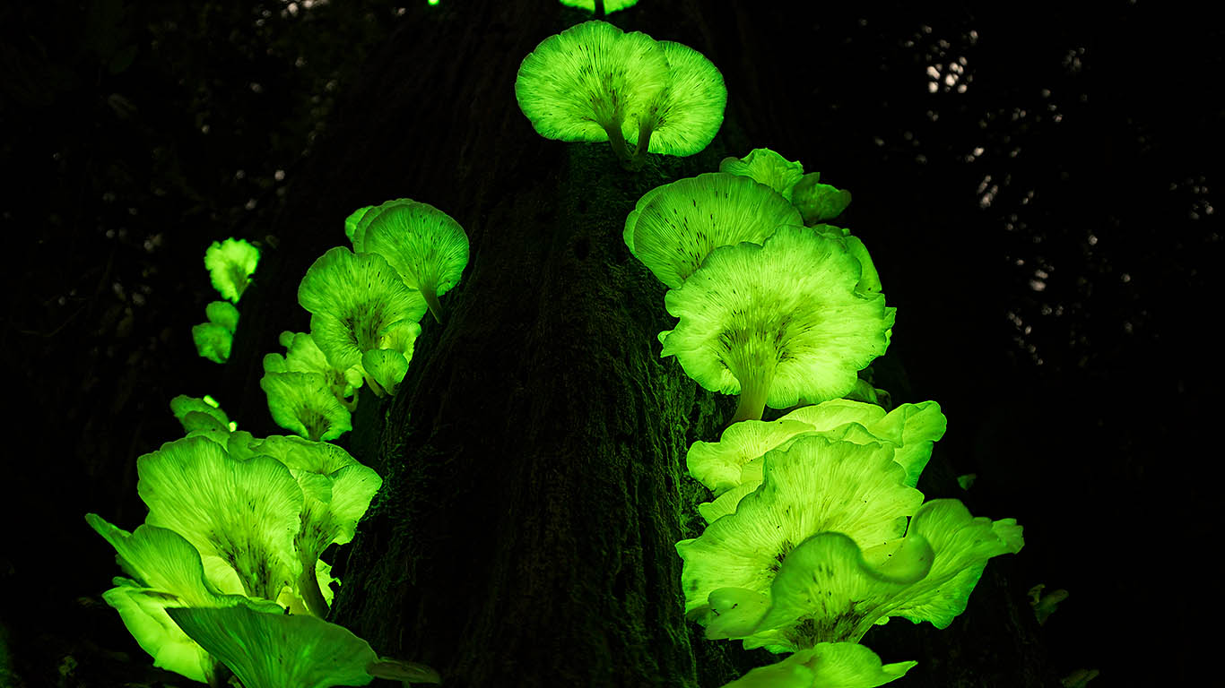Ghost fungi on a tree in the Atherton Tablelands, Queensland (© Jurgen Freund/NPL/Minden Pictures)(Bing Australia)