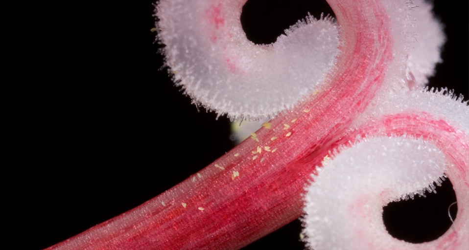 Close up of belladonna lily pistil and stigma with pollen -- Joe Petersburger/Corbis &copy; (Bing United Kingdom)