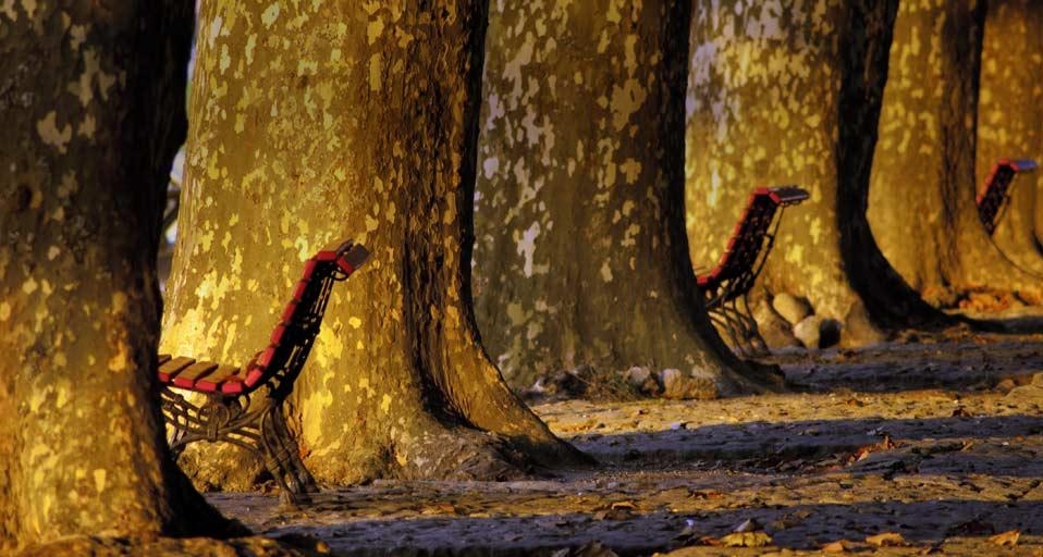Avenida dos Plátanos at Ponte de Lima, Portugal (© Juan Carlos Zamarreño/age fotostock) &copy; (Bing Canada)