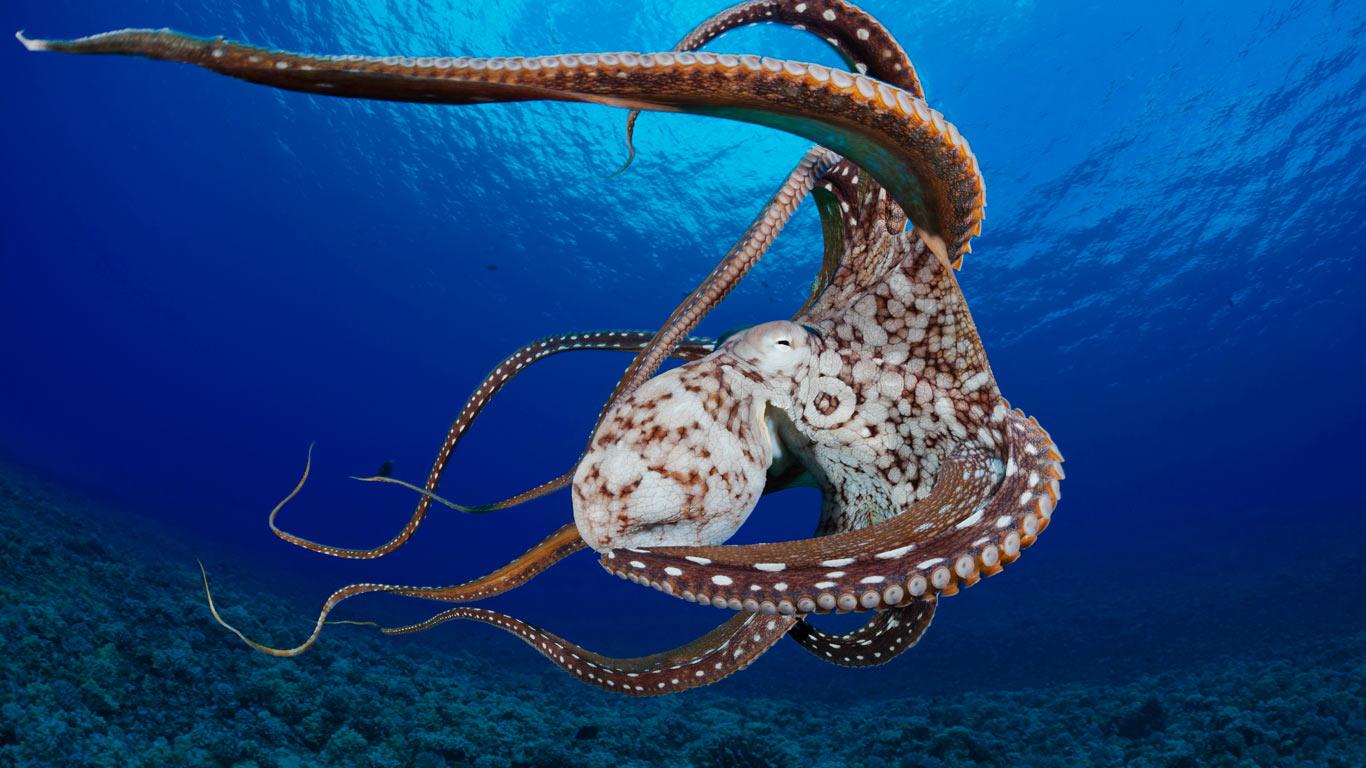 Day octopus (Octopus cyanea) in the water near Lanai, Hawaii (©David Fleetham/Visuals Unlimited, Inc.)(Bing Canada)