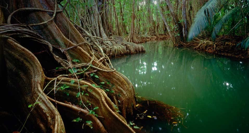 Marigot forest, Dominica (© SIME/eStock Photo) &copy; (Bing United Kingdom)