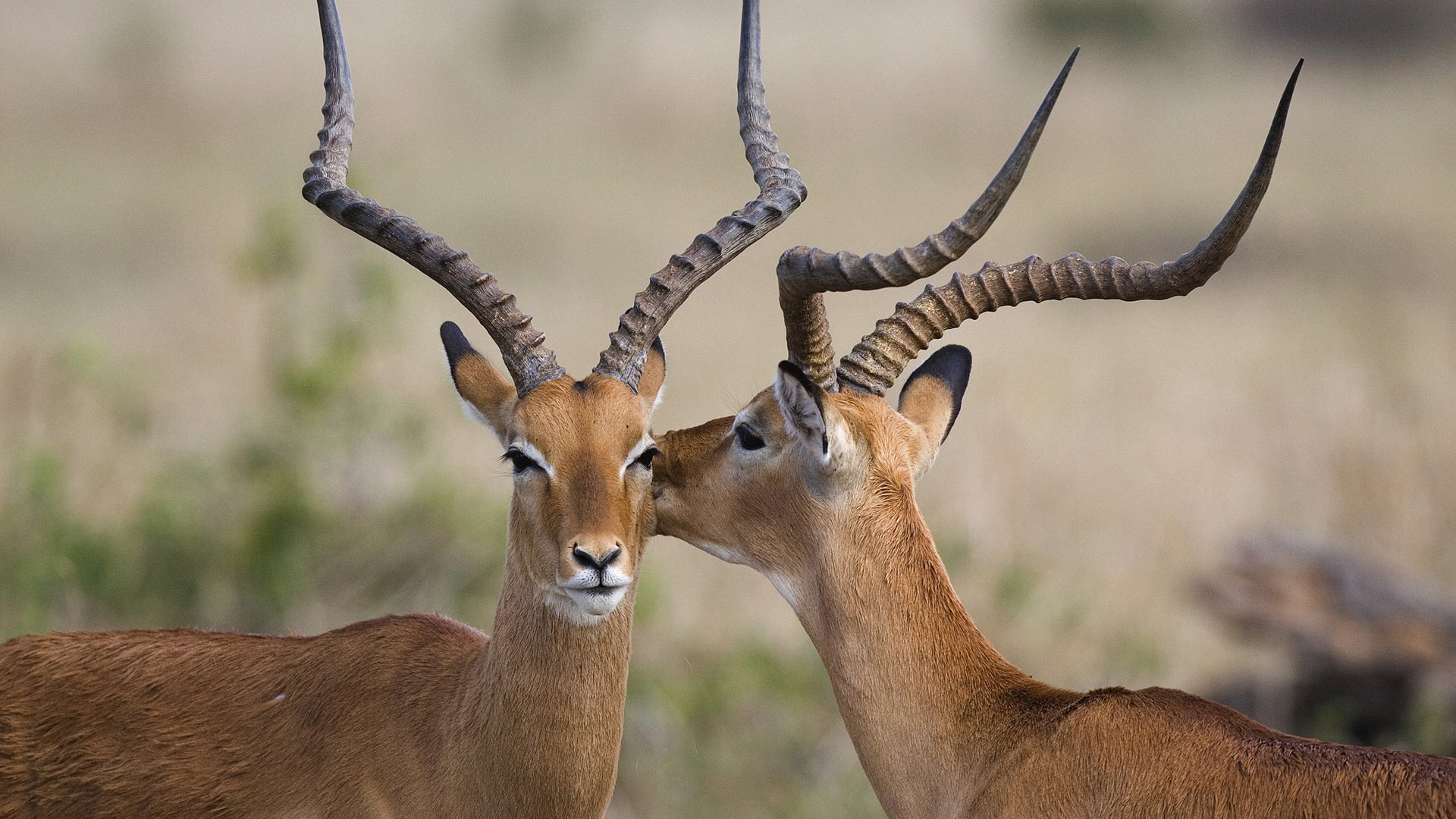 Deux impalas dans la réserve nationale du Masai Mara, Kenya (© Fritz Polking/Minden Pictures)(Bing France)