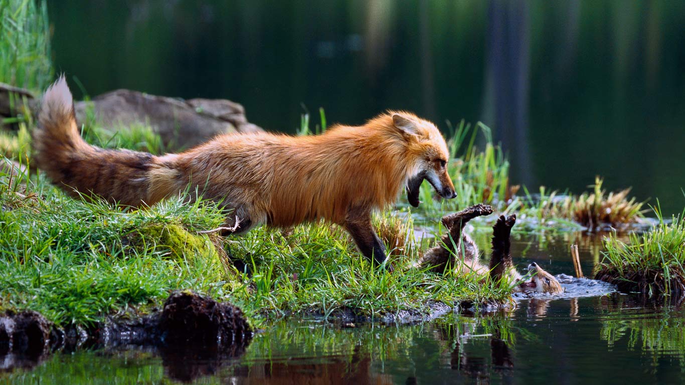 Maman renard roux jouant avec son petit (© Konrad Wothe/Minden Pictures)(Bing France)