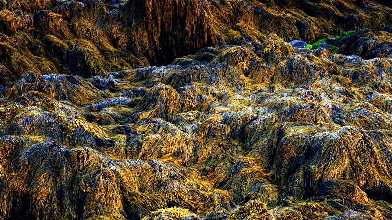 Kelp at low tide, Bay of Fundy, Nova Scotia, Canada (© Michelle Valberg/Corbis)(Bing Canada)