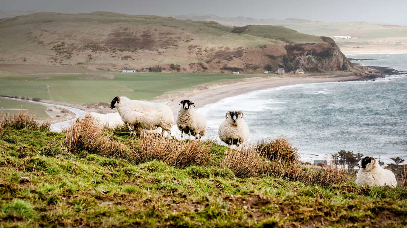Sheep on the coast in the Scottish Highlands (© Pete Goding/4Corners)(Bing United Kingdom)