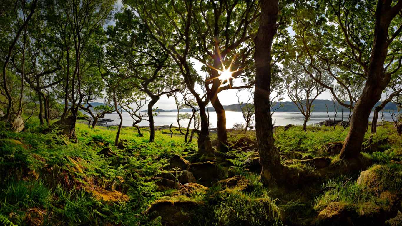 Dwarf forest of Oaks, Loch na Keal, Isle of Mull © (Marc Muench/Tandem Stills + Motion)(Bing United Kingdom)