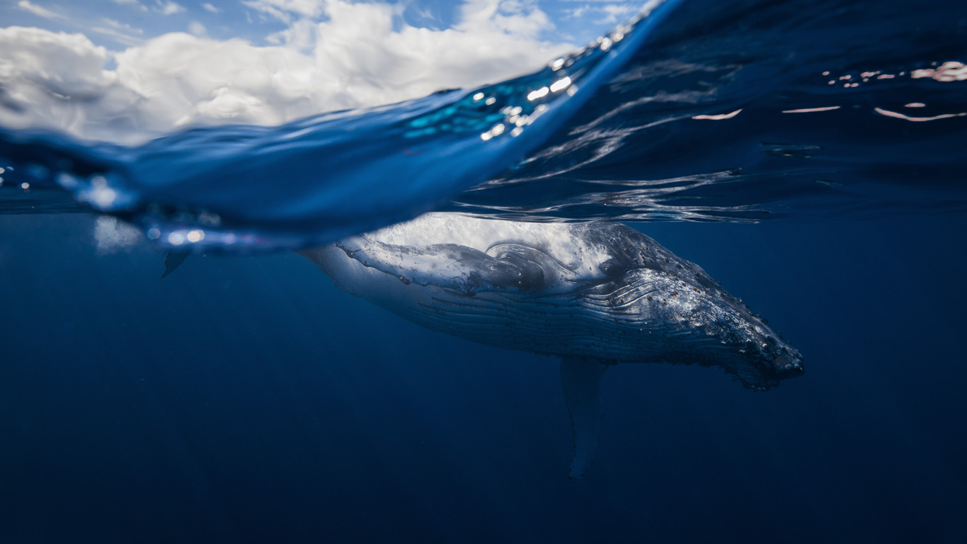 Baleine à bosse au large de la Réunion (© Gaby Barathieu/500px)(Bing France)