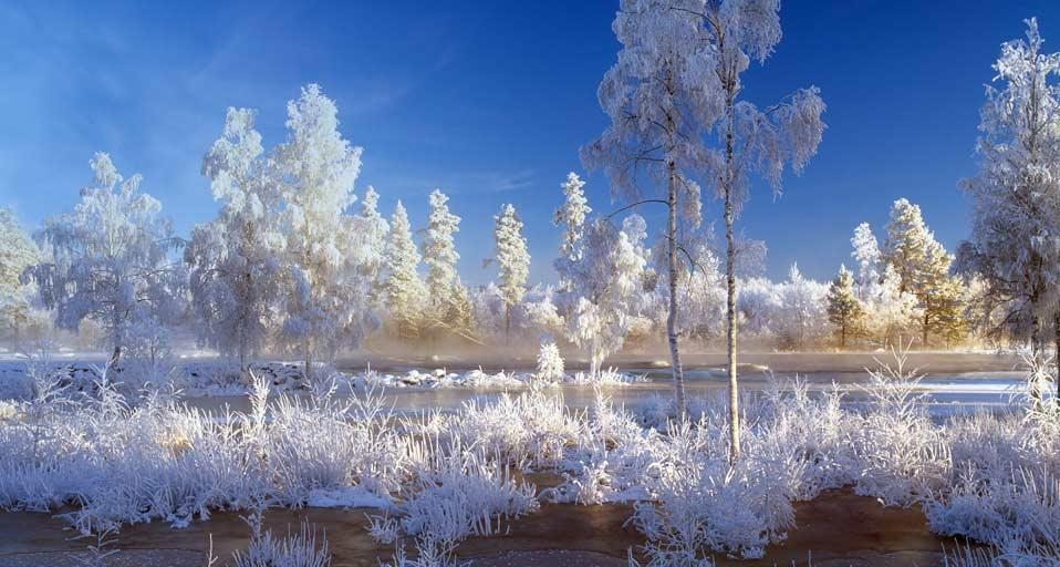 Trees and plants covered with snow in Dalarna, Sweden (© Lars Dahlstrom/Aurora Photos) &copy; (Bing Canada)