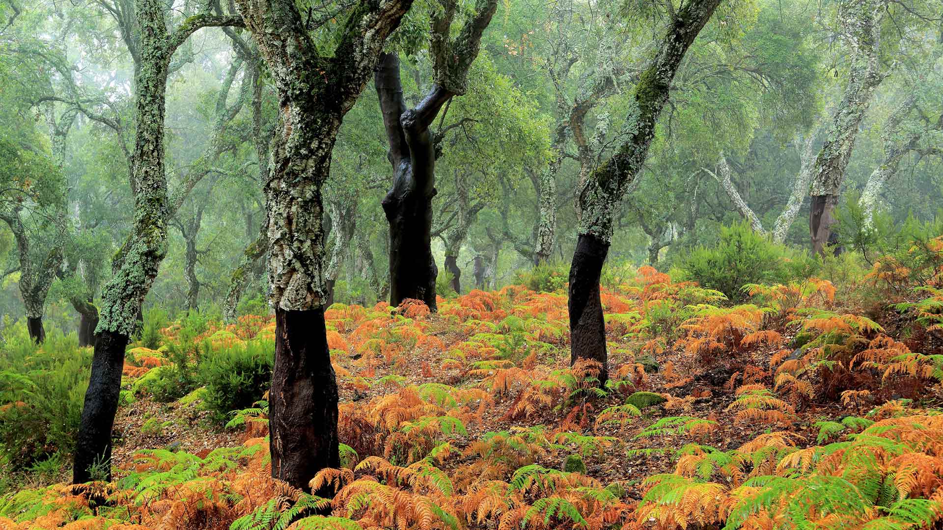 软木橡树林 (© Andrés M. Domínguez/Minden)(Bing China)