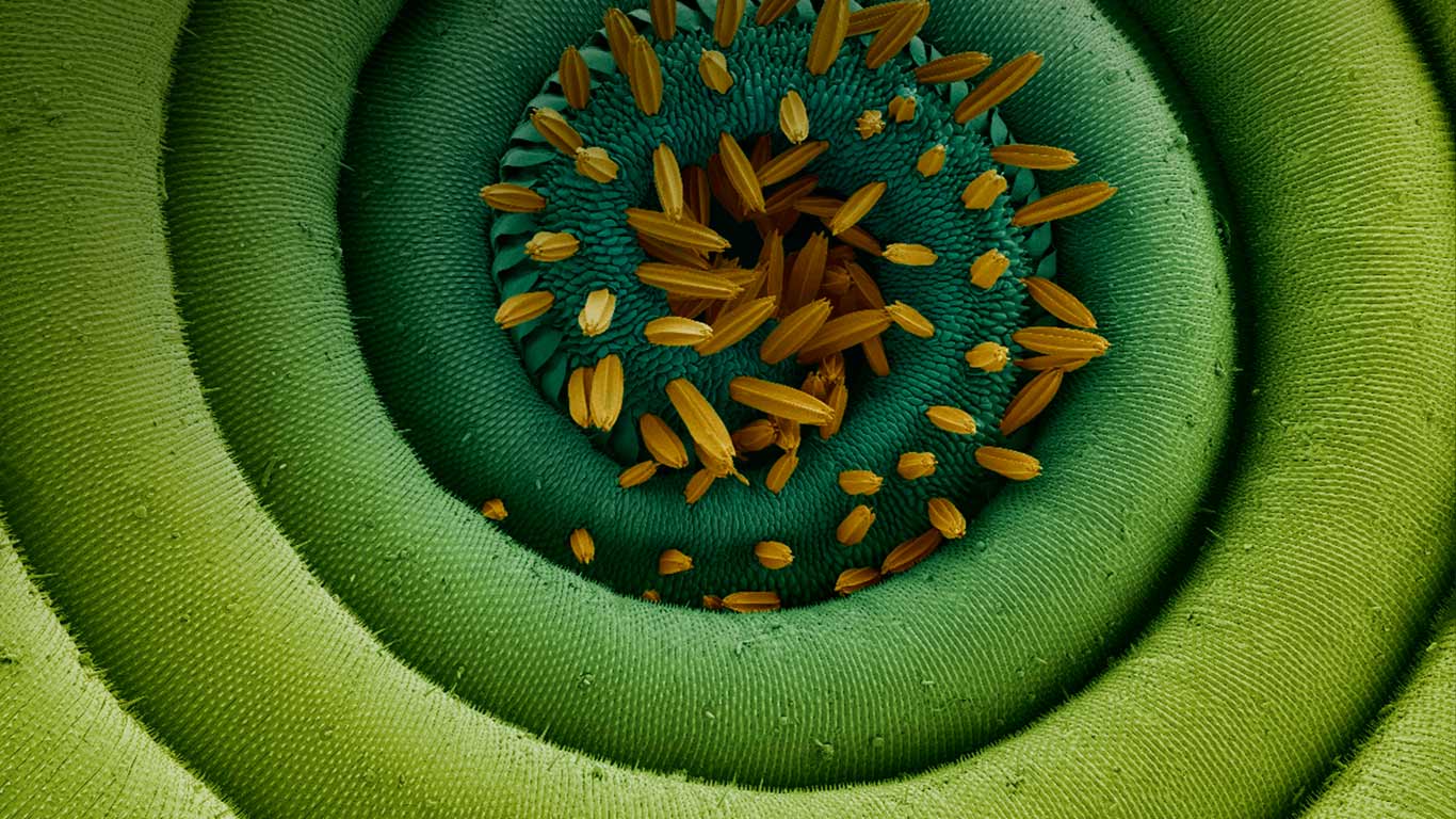 Magnification of a coiled proboscis of a moth (© Steve Gschmeissner/Corbis)(Bing United Kingdom)
