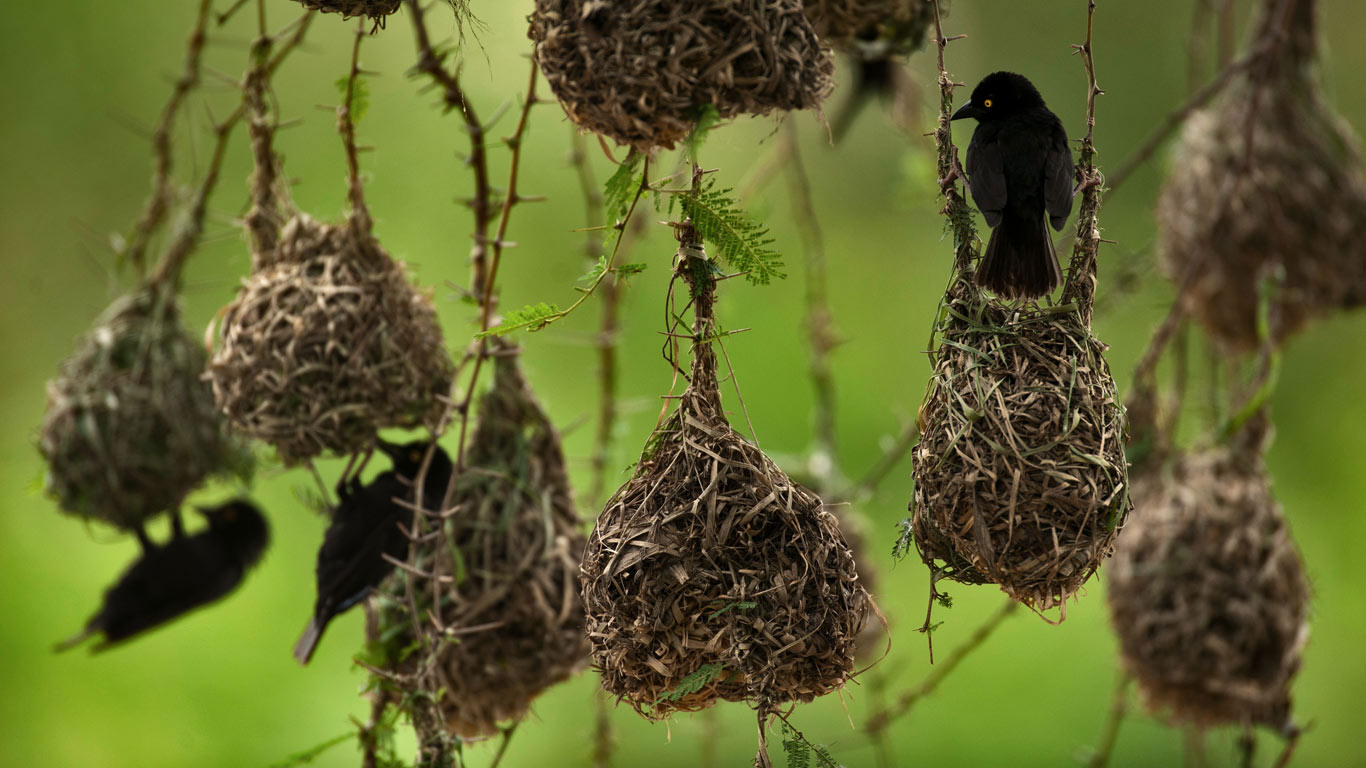 Weaver birds in Queen Elizabeth National Park, Uganda (© Joel Sartore/Getty Images)(Bing United Kingdom)