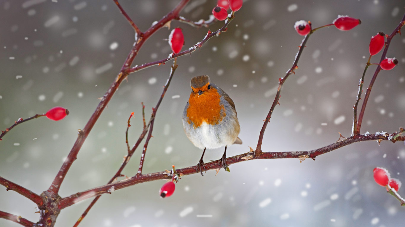Robin perched on a rose hip branch in Norfolk (© Ernie Janes/Minden Pictures)(Bing United Kingdom)