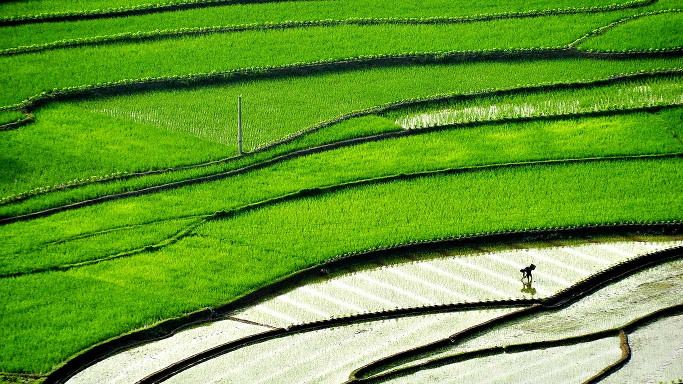 【今日谷雨】四川省，正在梯田里插秧的农民 (© China Stringer Network/Reuters)(Bing China)