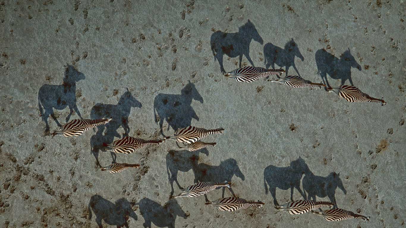 Steppenzebras im Gebiet der Makgadikgadi-Salzpfannen, Botswana (© Richard Du Toit/Minden Pictures)(Bing Deutschland)