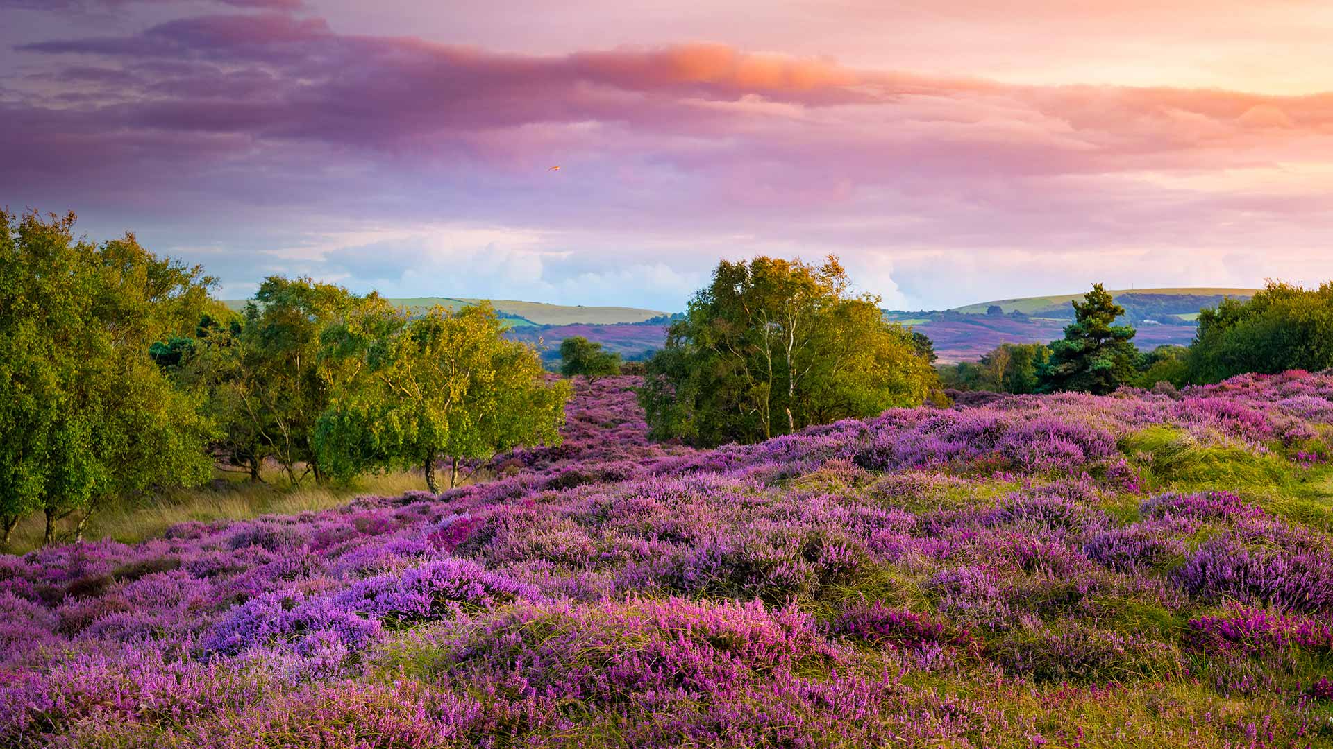 Purple and pink heather on heathland near Studland, Dorset (© allou/iStock/Getty Images Plus)(Bing United Kingdom)