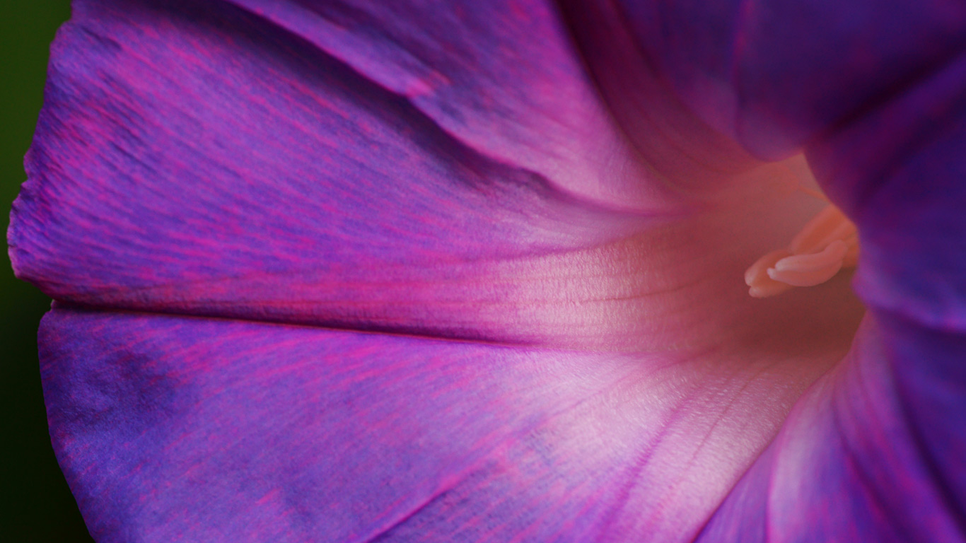｢朝顔｣ (© chichimikan/Getty Images)(Bing Japan)