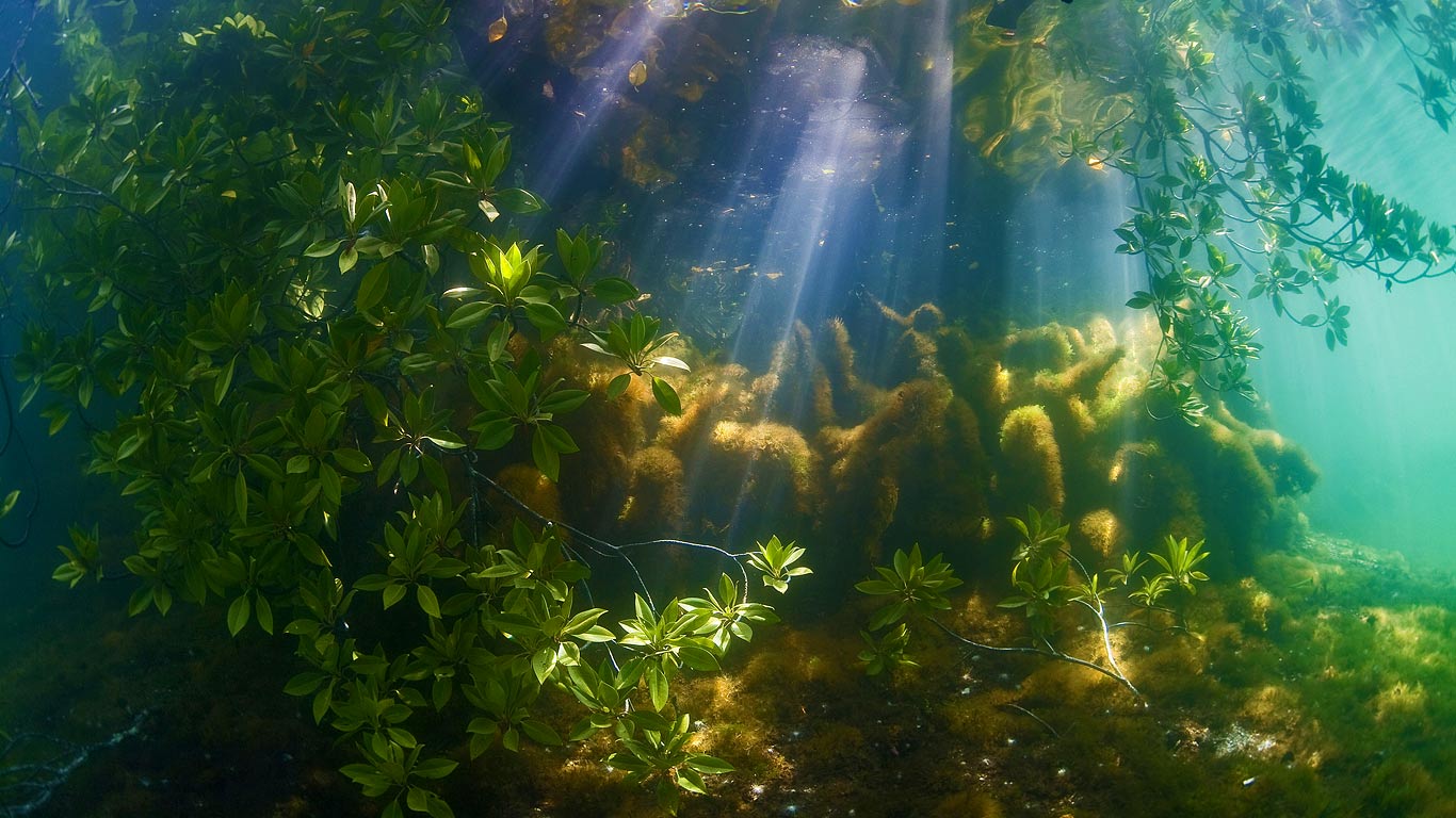 A mangrove forest near Palau (© WaterFrame/Alamy)(Bing United Kingdom)