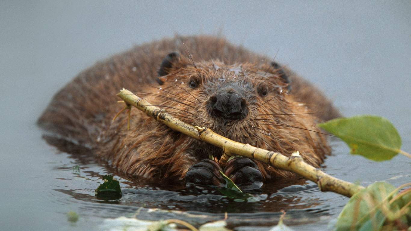 North American beaver in Denali National Park and Preserve, Alaska (© Yva Momatiuk & John Eastcott/Corbis)(Bing New Zealand)