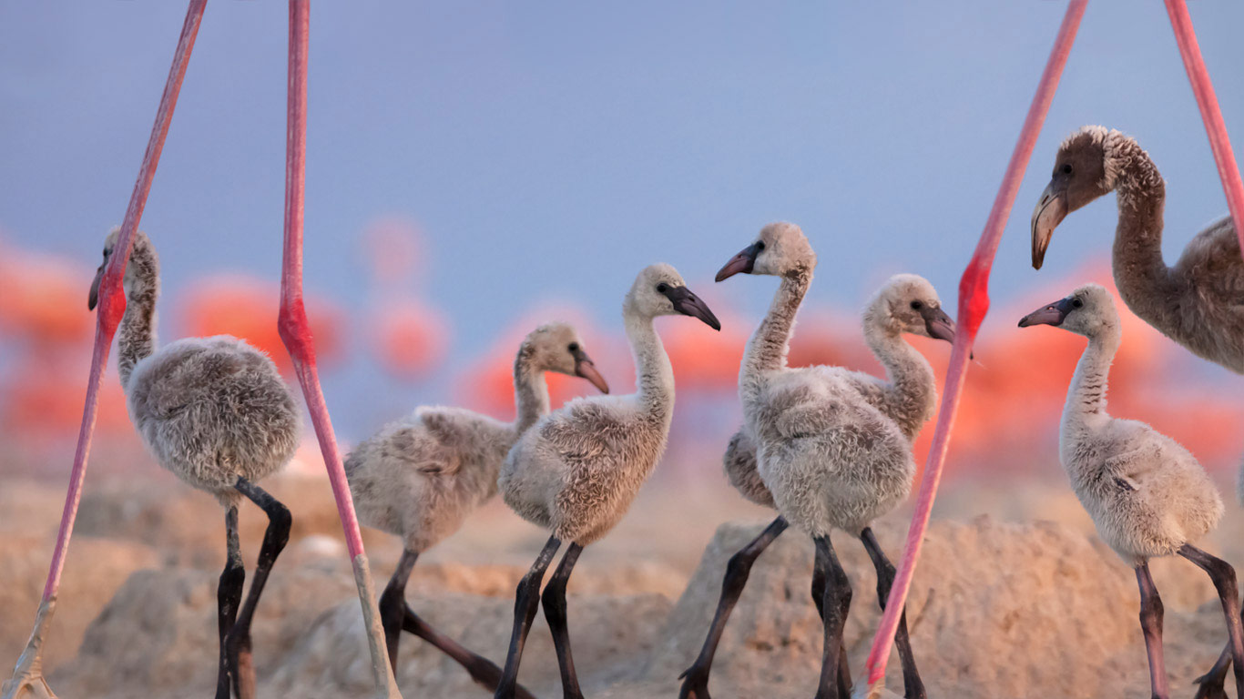 American flamingo chicks at the Ría Lagartos Biosphere Reserve, Yucatan Peninsula, Mexico (© Claudio Contreras/Minden Pictures)(Bing United Kingdom)