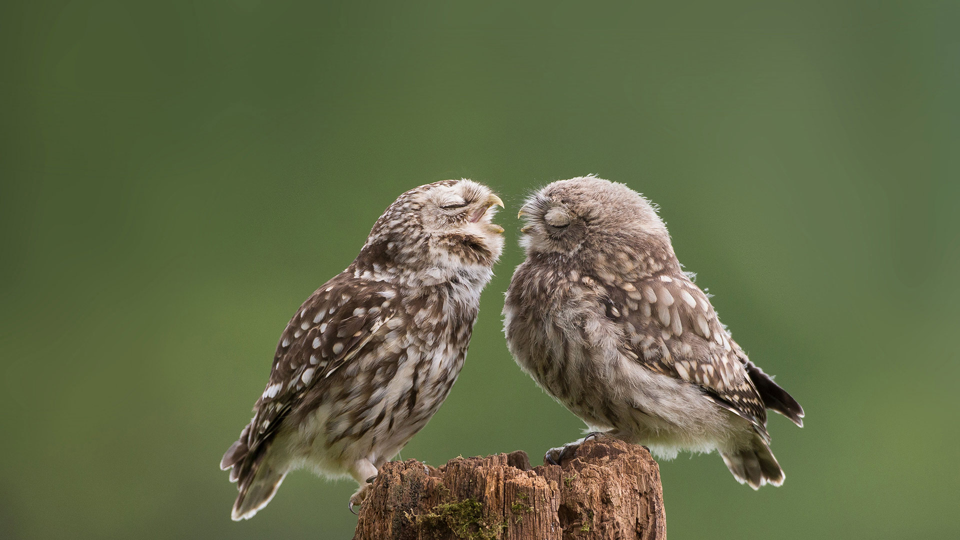 Mother owl dotes on her newborn son at their farmyard abode (© Cavan Images/Media Drum World/Laura Dyer)(Bing United Kingdom)