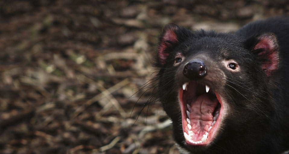 Ein Beutelteufel zeigt seine Zähne in einer Quarantänestation, Australien – Ian Waldie/Getty Images &copy; (Bing Germany)