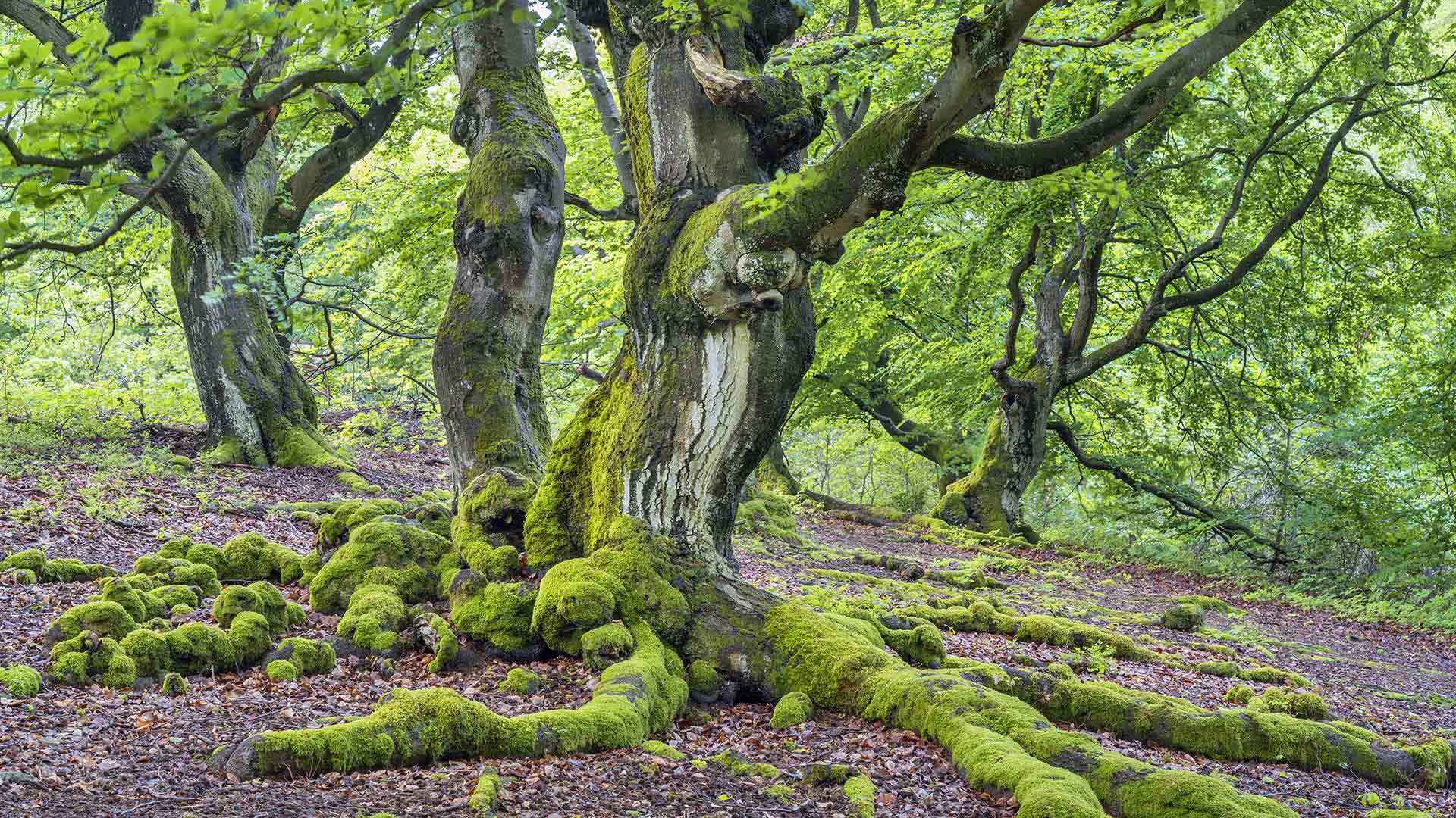 Rotbuchen im Hutewald Halloh bei Albertshausen, Bad Wildungen, Hessen (© Christian Bäck/Huber/eStock Photo)(Bing Deutschland)