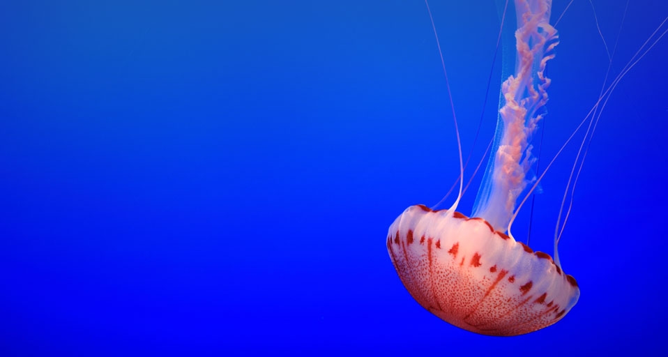 Nettle jelly fish at the Monterey Bay Aquarium, California -- Ben Vincent &copy; (Bing United Kingdom)