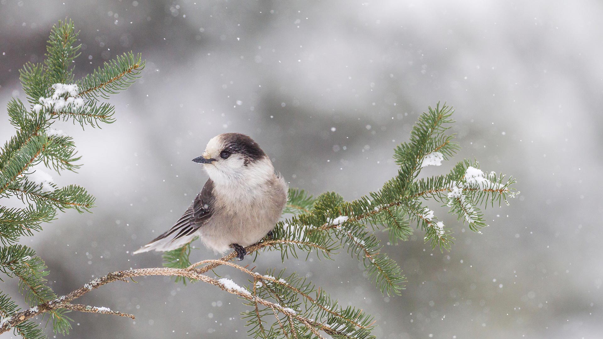Gray Jay (Perisoreus canadensis) resting on a branch at Algonquin Provincial Park, Ont. (© Ron Erwin/Alamy Stock Photos)(Bing Canada)