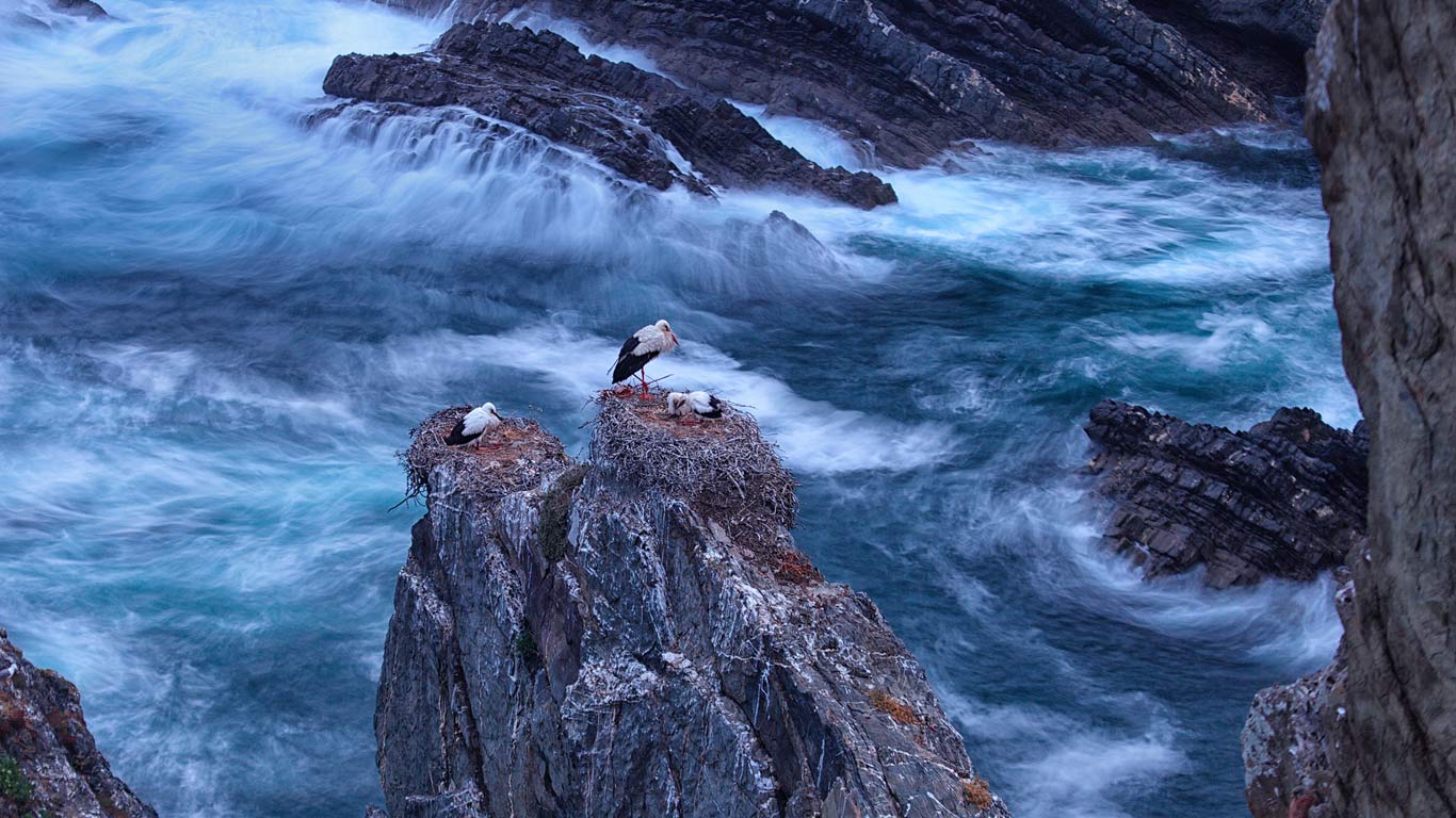 White storks at Cabo Sardão, Portugal (© David Santiago Garcia/Aurora Photos)(Bing United States)