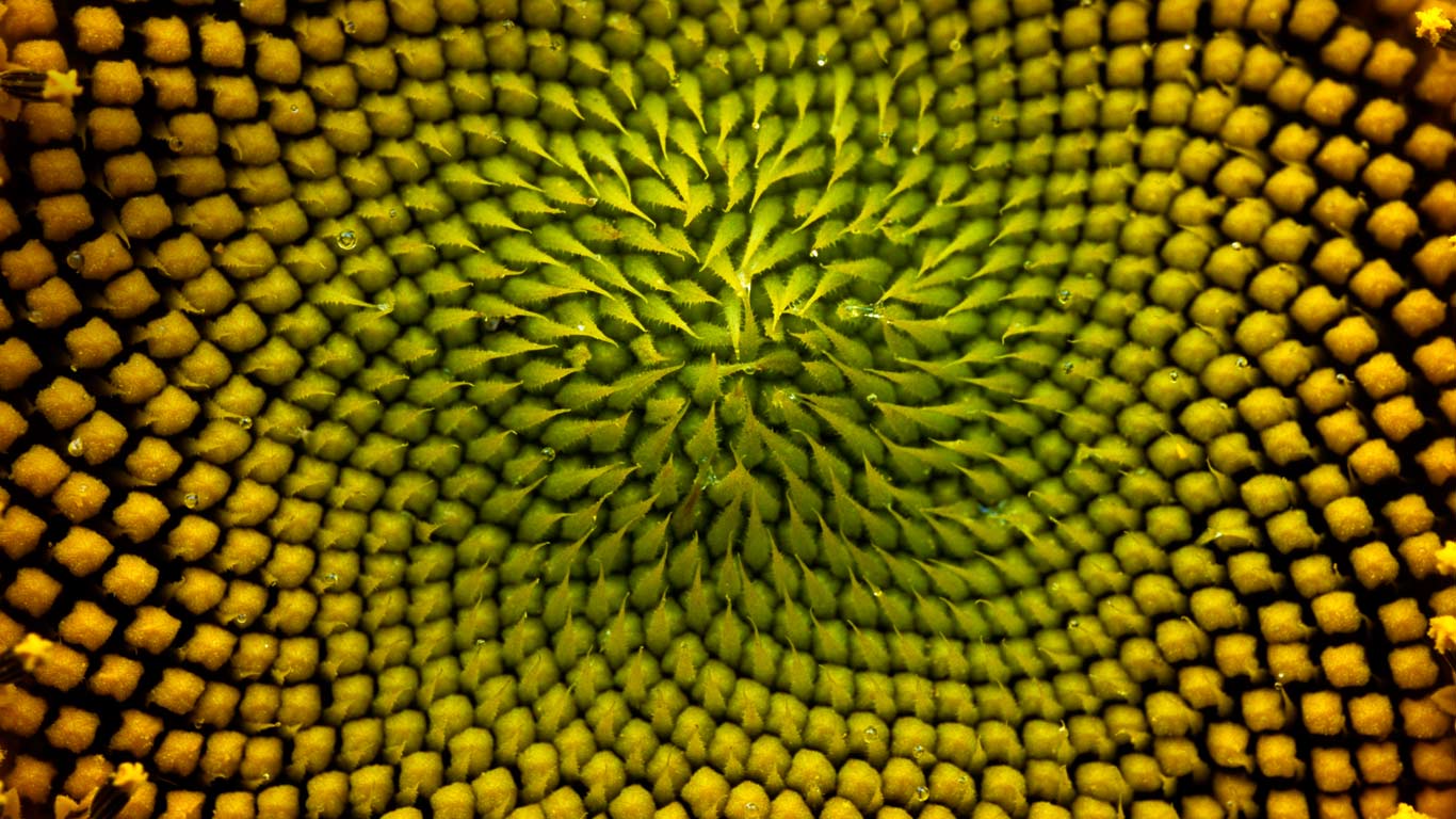 Detail of the inside of a sunflower, Boulder, Colorado (© Peter Dennen/Aurora Photos)(Bing United Kingdom)
