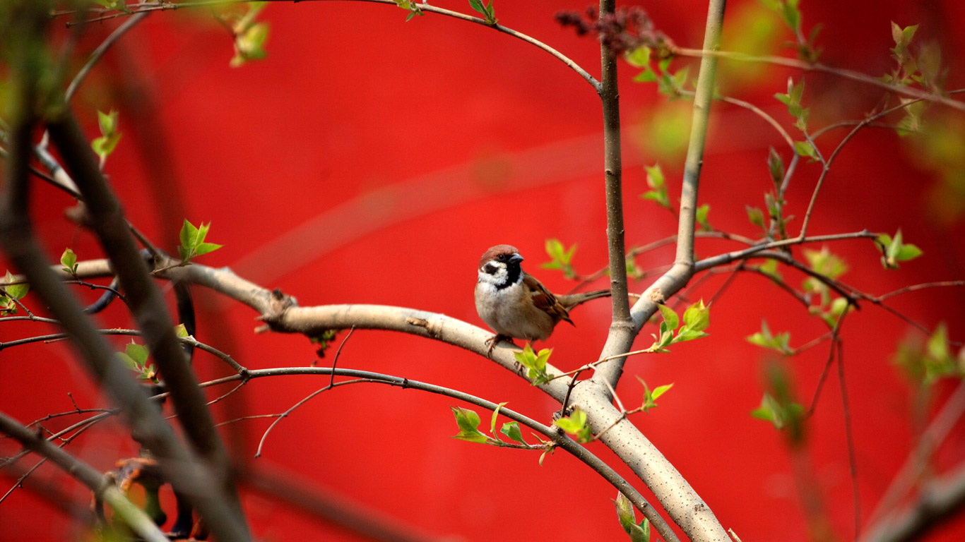 2009年4月3日北京，朱红墙旁的鸟儿正在享受美好的天气 (© ADRIAN BRADSHAW/EPA/Corbis)(Bing China)