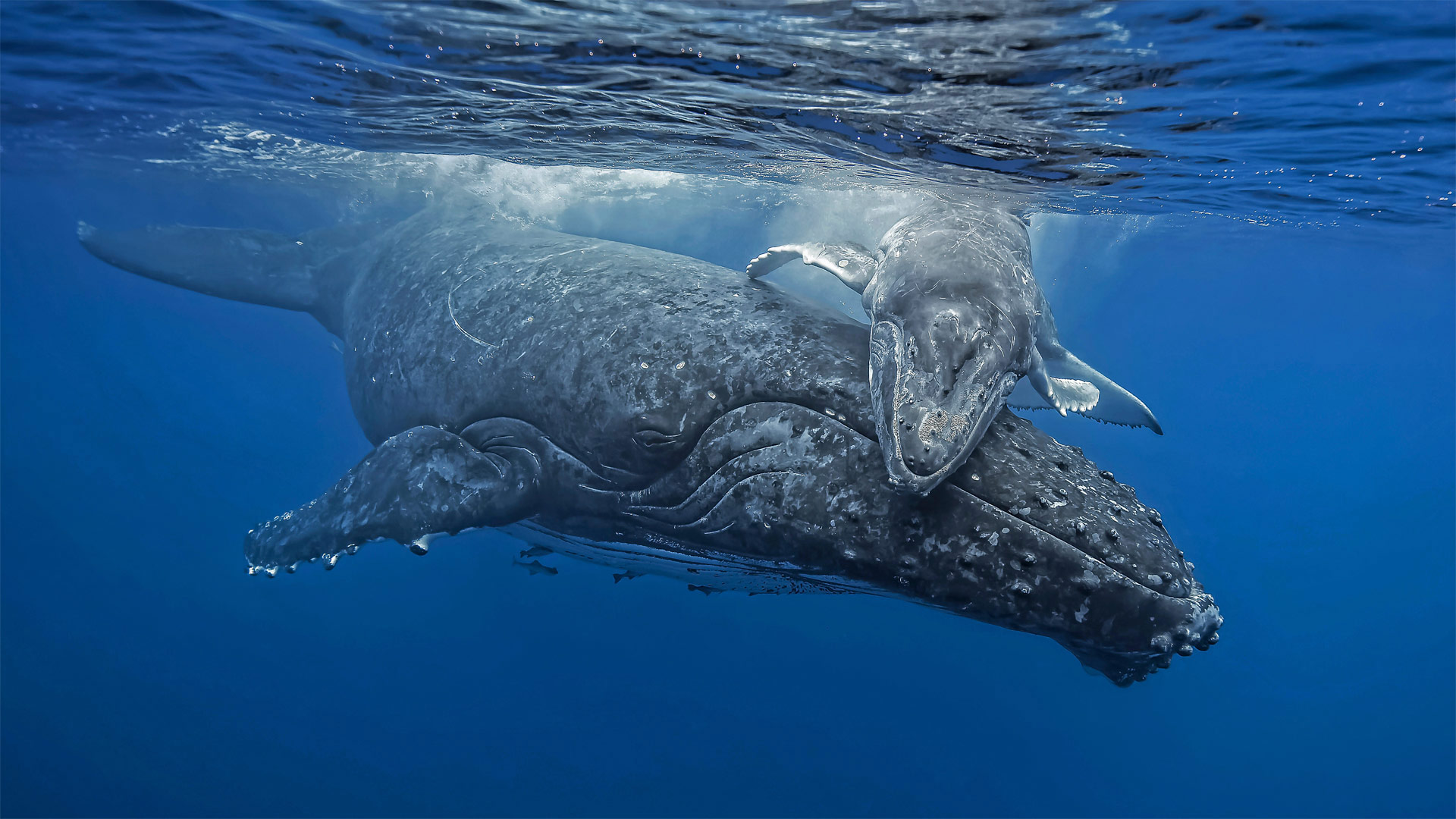 Young humpback whale giving its mother a hug off the coast of Tonga (© Biosphoto/Alamy)(Bing United Kingdom)