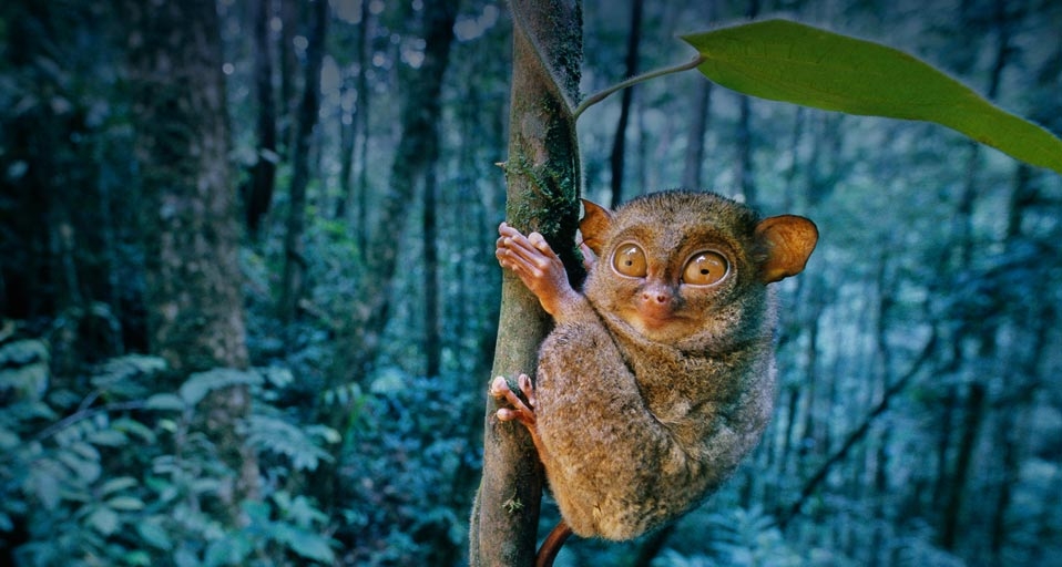 Western Tarsier clinging to tree in Sabah State, Borneo -- Frans Lanting/Corbis &copy; (Bing United Kingdom)