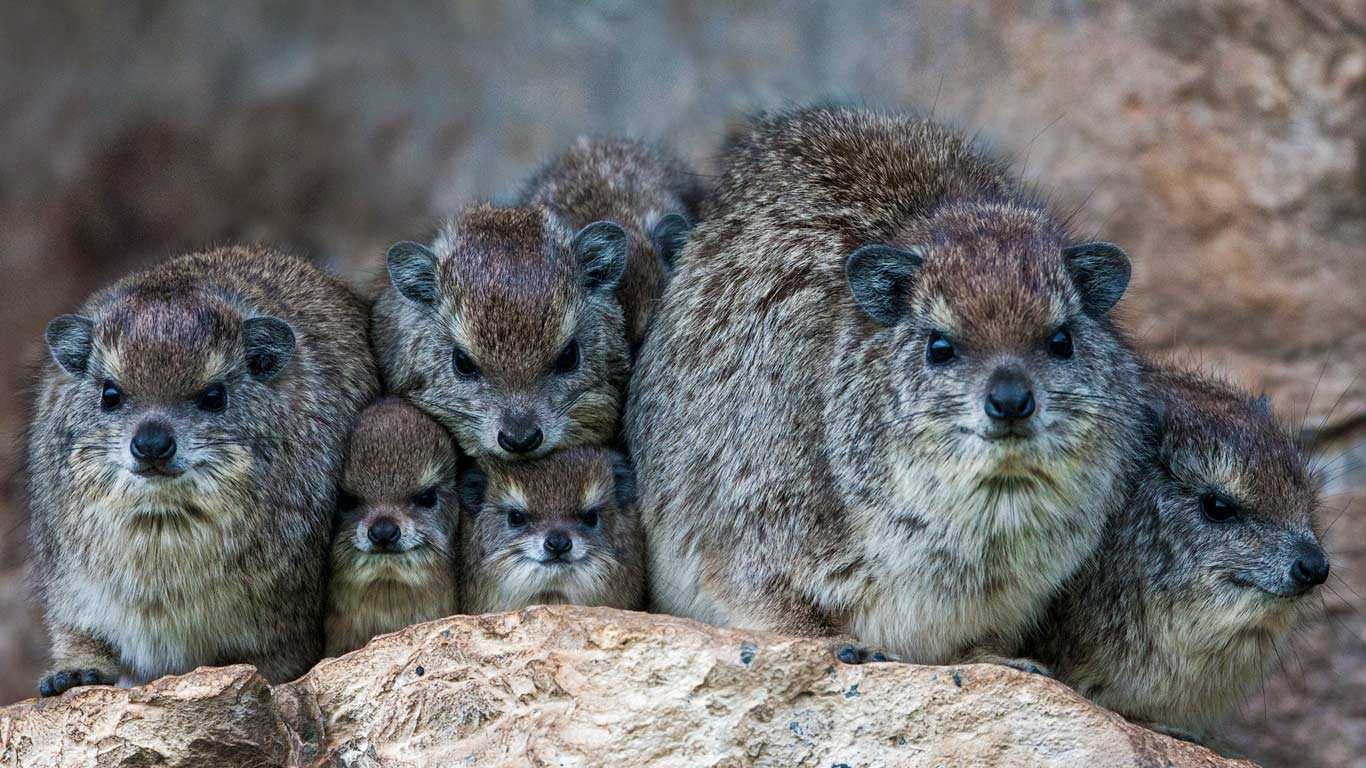 Bush hyrax colony in the Mara North Conservancy, Kenya (© Jonathan & Angela Scott/Aurora Photos)(Bing United Kingdom)