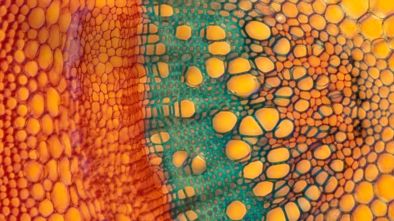 Elderberry stem cross section (© Gilles Martin/Minden Pictures)(Bing Australia)