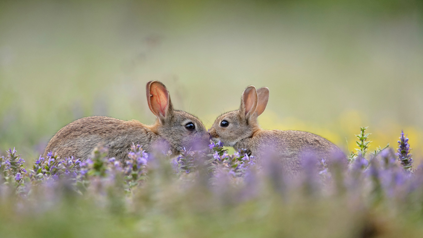 European rabbit (Oryctolagus cuniculus) kit greeting parent, France (© Remy Courseaux/Biosphoto/Minden Pictures)(Bing United Kingdom)