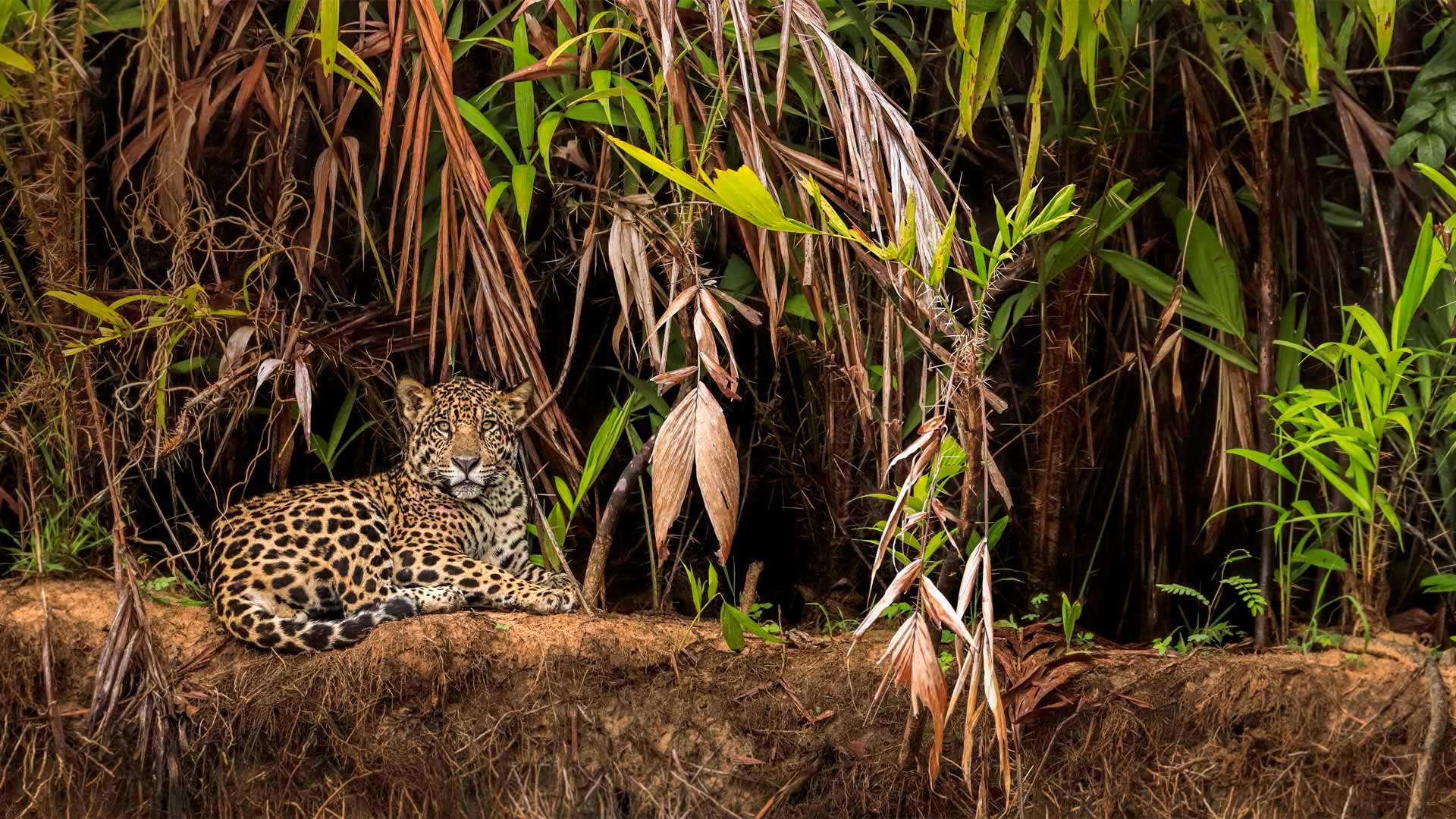 Jaguar in the Pantanal wetlands, Brazil (© Andy Rouse/Minden Pictures)(Bing United Kingdom)