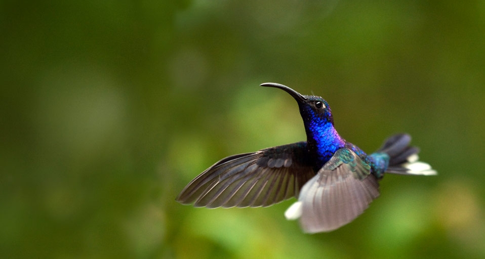 Violettdegenflügel - auch Purpurdegenflügel genannt - in Monteverde, Costa Rica – Paul Souders/Corbis &copy; (Bing Germany)