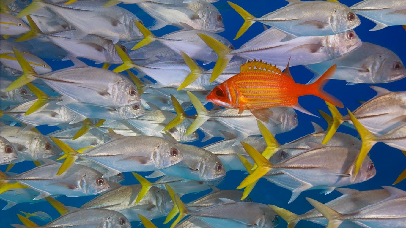 Longjaw squirrelfish swims against a school of horse-eye jacks, Lighthouse Reef, Belize (© Jeff Hunter/Getty Images)(Bing United Kingdom)