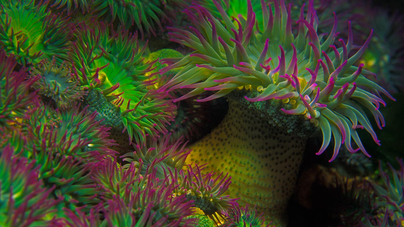 Purple-tipped sea anemones off the coast of Vancouver Island, British Columbia, Canada (© Brandon Cole/Offset)(Bing United Kingdom)