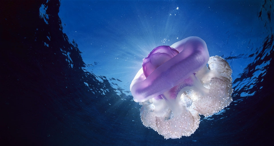 Crown jellyfish (Netrostoma setouchina) in the water near Niue, South Pacific  -- Pete Atkinson /Getty Images &copy; (Bing United Kingdom)