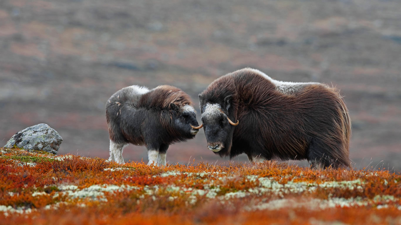 A muskox and her calf in Dovrefjell-Sunndalsfjella National Park, Norway (© Christina Krutz/Getty Images)(Bing United Kingdom)