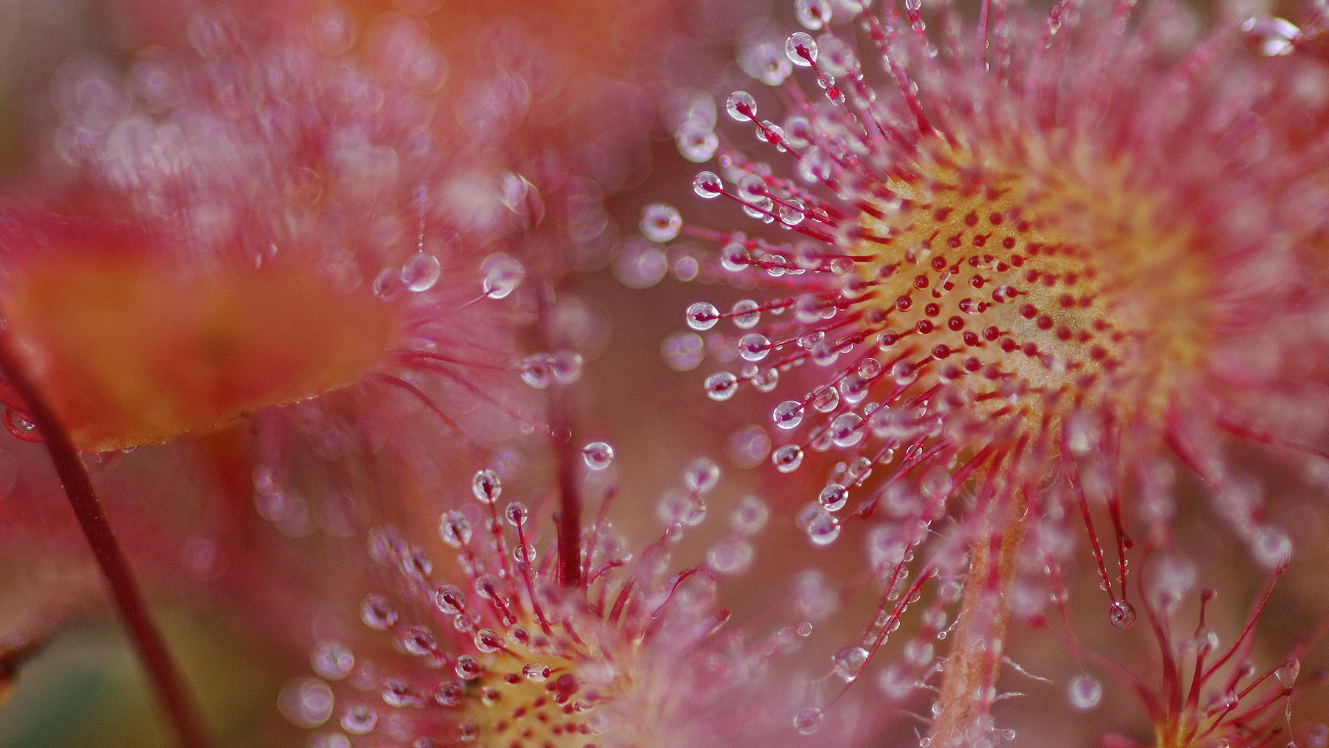 Rundblättriger Sonnentau (Drosera rotundifolia), Vogesen, Frankreich (© Christophe Sidamon-Pesson/Minden Pictures)(Bing Deutschland)