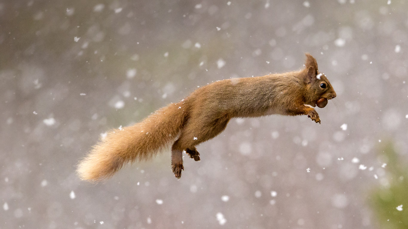 Eurasian red squirrel, Scotland (© Jules Cox/Minden Pictures)(Bing United Kingdom)