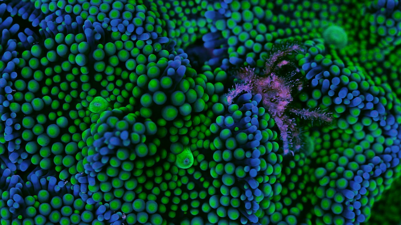 Banded clinging crab and Ricordea florida coral (© Coral Morphologic)(Bing United Kingdom)