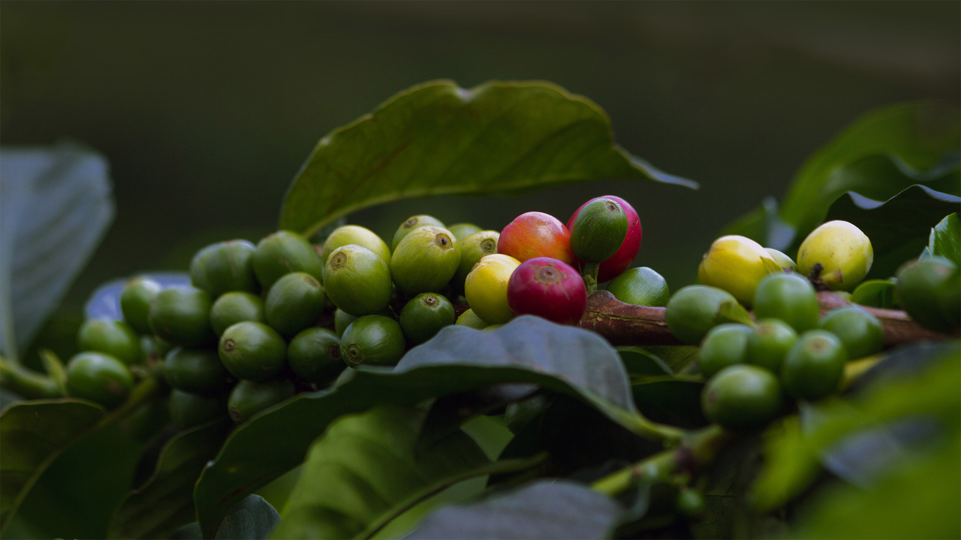 Coffee cherries in Quindío, Colombia (© The Colombian Way Ltda/Getty Images)(Bing United States)