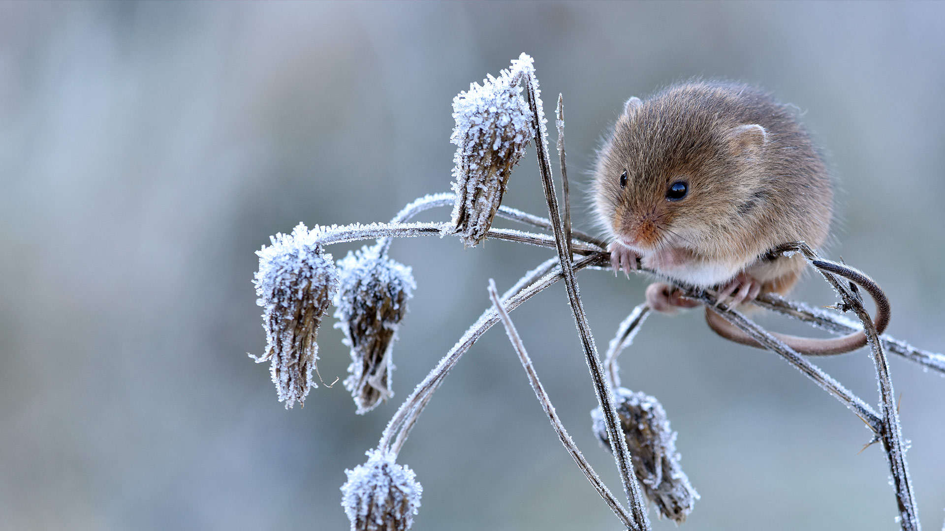 ｢カヤネズミ｣イギリス, ハートフォードシャー (© Andy Sands/Minden Pictures)(Bing Japan)